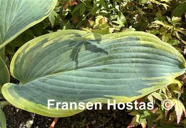 Hosta Oyster Bar